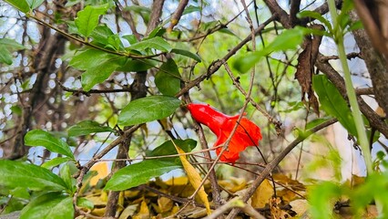 red and green leaves