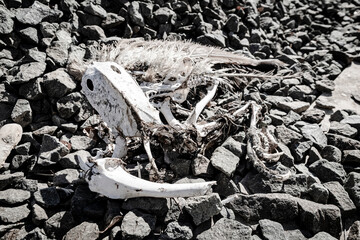 skeleton of a dead bird near Alcanadre, La Rioja, Spain - 744705498