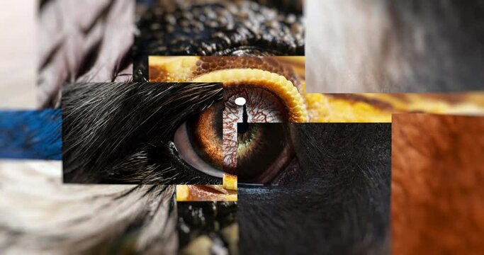 Closeup of deconstructed animals eye puzzle  looking at the camera - mammal bird fish reptile - biodiversity concept - infinite loop