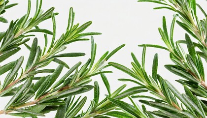 fresh green organic rosemary leaves flying on transparent background ingredient spice for cooking frame collection for design