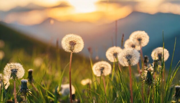 wild grasses with dandelions in the mountains at sunset macro image shallow depth of field summer nature background