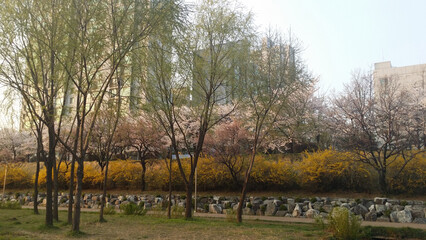 벚꽃 개나리 나무 공원 길