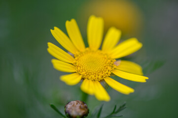 yellow tropical wildflowers on grass background 1