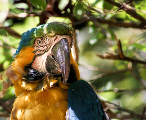 blue and yellow macaw
