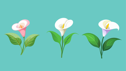 Calla Lily flower set, vector isolated. 