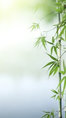 Fototapeta premium Chinese Bamboo Forest UltraHigh Resolution PPT Background