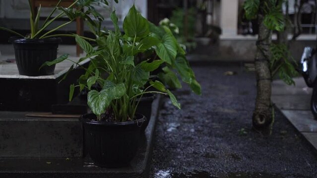 A Plant that is growth in a pot is wet because of raindrops with bokeh background and copy space