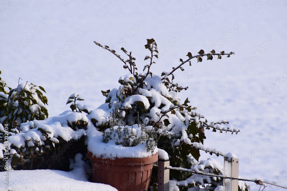 Sticker plants with fresh snow