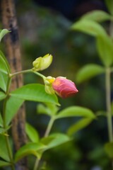 a nice blooming colorful tulip flower