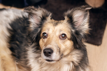 Gray shaggy dog at home, closeup portrait