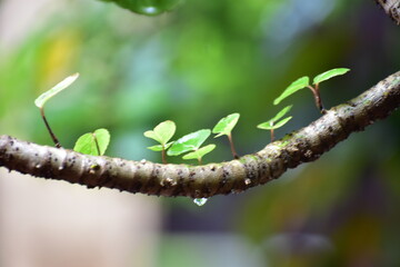 World water day, nature day picture