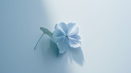 a single white flower sitting on top of a light blue surface with the shadow of a leaf on the side of the flower.