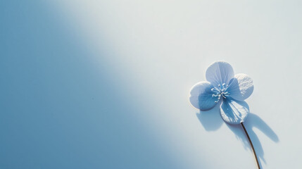 a single blue flower sitting on top of a light blue surface with a shadow of the flower on the left side of the picture.