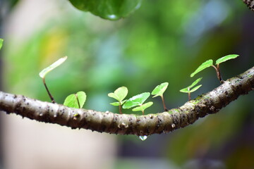 World water day, nature day picture