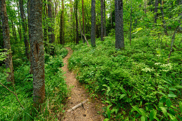 Fototapeta na wymiar Trees in the forest, on the edge.