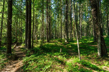 Trees in the forest, on the edge.