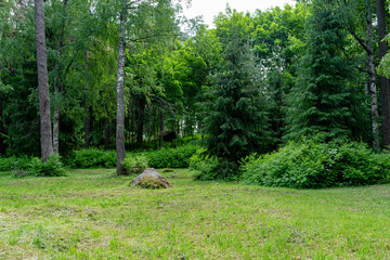 Trees in the forest, on the edge.