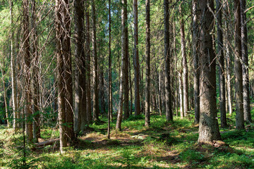 Trees in the forest, on the edge.