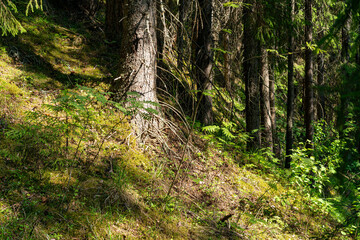Trees in the forest, on the edge.