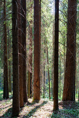 Fototapeta premium Trees in the forest, on the edge.