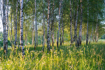 Trees in the forest, on the edge.