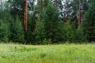 Trees in the forest, on the edge.