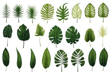 A variety of vibrant tropical leaves displayed on a clean white background. Ideal for botanical themes or tropical designs