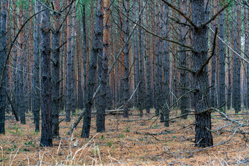 Trees in the forest, on the edge.