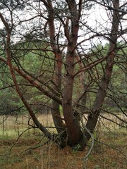 Trees in the forest, on the edge.