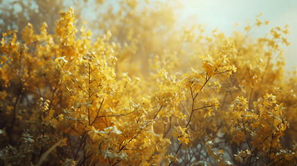 a Forsythia bush in full bloom, completely covered in yellow flowers. - Powered by Adobe