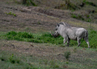 warthog in the savannah of africa
