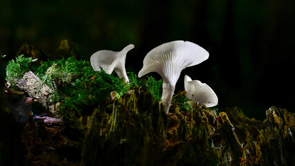 mushrooms in the woods of Austria