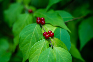 Red Berries on a Tree Branch