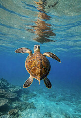 Naklejka premium A sea turtle swims underwater against the seafloor background
