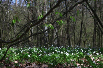 spring in the park