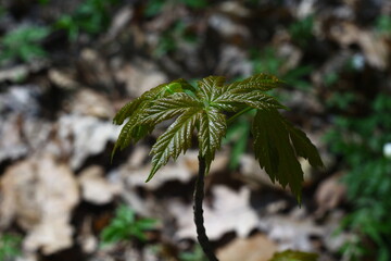 green tree