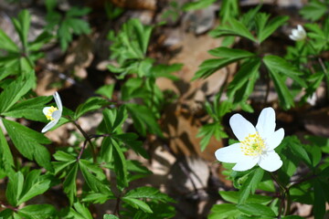 white spring flowers