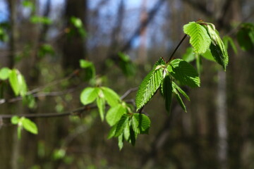 leaves in spring