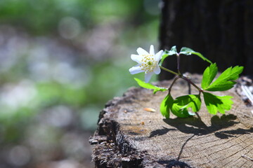 plant in the forest