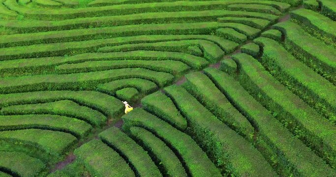Aerial view of green Tea plantations terrace in the Azores. Traveling women in yellow dress running through Azores tea plantation. Portugal.