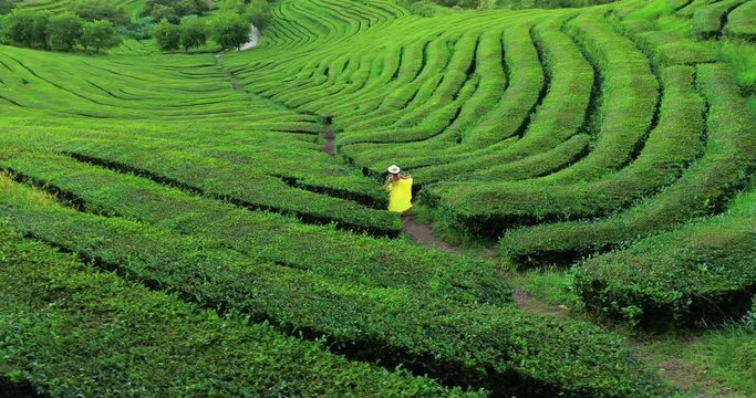 Aerial view of green Tea plantations terrace in the Azores. Traveling women in yellow dress running through Azores tea plantation. Portugal.