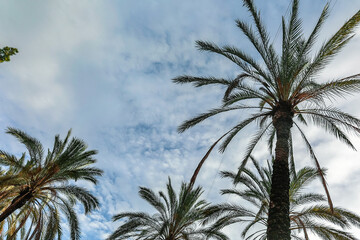 Palm leaves against blue sky. View from bottom to top. High quality photo