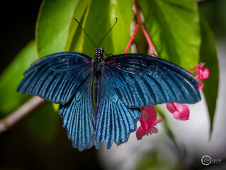 The Great Mormon or Swallowtail Butterfly