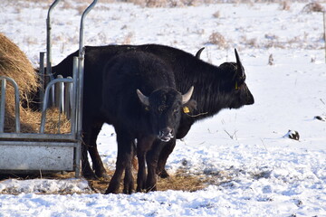 water buffalo in the fresh snow
