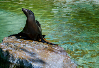 Kalifornischer Seelöwe, Zalophus californianus, Zoo Berlin, Deutschland