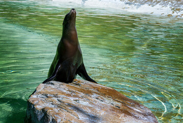 Kalifornischer Seelöwe, Zalophus californianus, Zoo Berlin, Deutschland