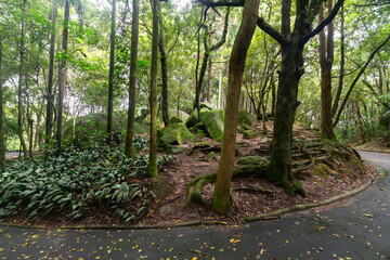 SÃO PAULO, SP, BRAZIL - FEBRUARY 03, 2024: Moss-covered stones surrounded by trees and their roots in Alberto Lofgren State Park, better known as Horto Florestal (Forest Garden).