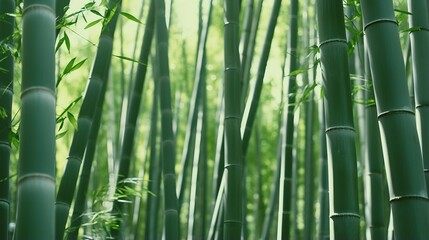 Fototapeta premium Beautiful bamboo forest