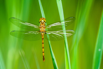 Libellula