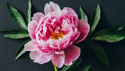 beautiful pink peony on a black background close up minimalistic floral composition in a dark way top view moody floral